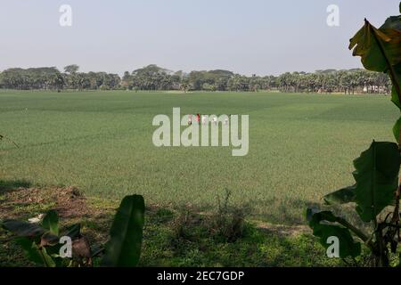 Faridpur, Bangladesh - February 08, 2021: Farmers are tending onion fields in Boalmari, Faridpur. Due to the increase in the price of onion in the las Stock Photo