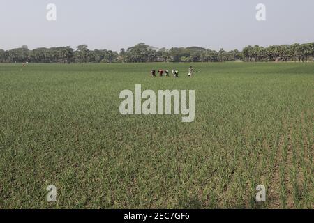 Faridpur, Bangladesh - February 08, 2021: Farmers are tending onion fields in Boalmari, Faridpur. Due to the increase in the price of onion in the las Stock Photo