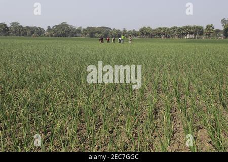 Faridpur, Bangladesh - February 08, 2021: Farmers are tending onion fields in Boalmari, Faridpur. Due to the increase in the price of onion in the las Stock Photo