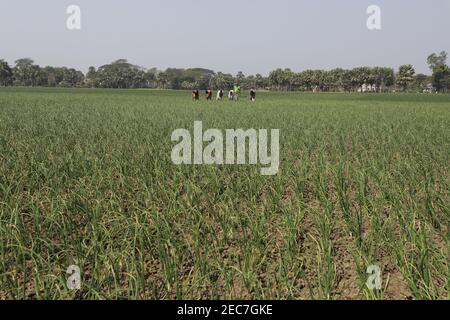 Faridpur, Bangladesh - February 08, 2021: Farmers are tending onion fields in Boalmari, Faridpur. Due to the increase in the price of onion in the las Stock Photo