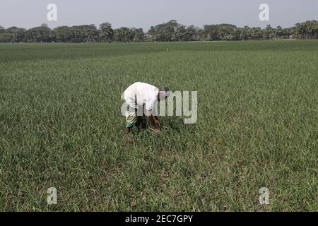 Faridpur, Bangladesh - February 08, 2021: Farmers are tending onion fields in Boalmari, Faridpur. Due to the increase in the price of onion in the las Stock Photo