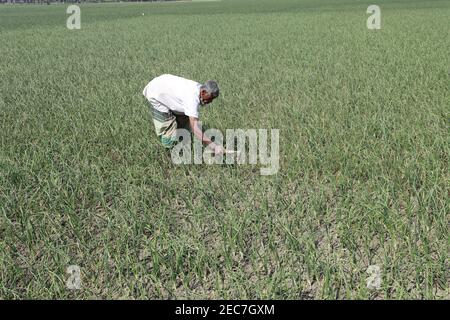 Faridpur, Bangladesh - February 08, 2021: Farmers are tending onion fields in Boalmari, Faridpur. Due to the increase in the price of onion in the las Stock Photo