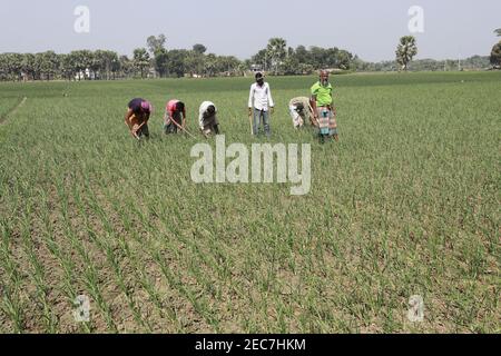 Faridpur, Bangladesh - February 08, 2021: Farmers are tending onion fields in Boalmari, Faridpur. Due to the increase in the price of onion in the las Stock Photo