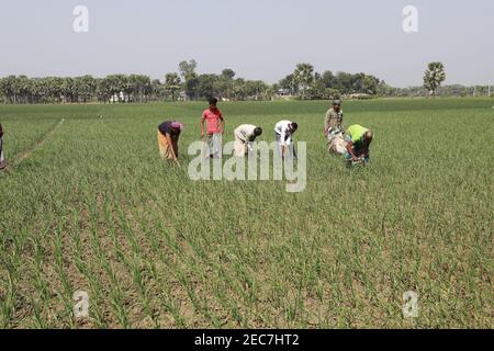 Faridpur, Bangladesh - February 08, 2021: Farmers are tending onion fields in Boalmari, Faridpur. Due to the increase in the price of onion in the las Stock Photo