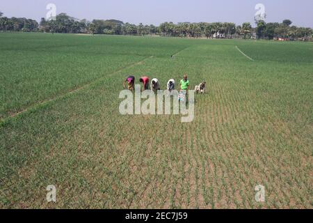 Faridpur, Bangladesh - February 08, 2021: Farmers are tending onion fields in Boalmari, Faridpur. Due to the increase in the price of onion in the las Stock Photo