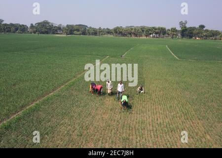 Faridpur, Bangladesh - February 08, 2021: Farmers are tending onion fields in Boalmari, Faridpur. Due to the increase in the price of onion in the las Stock Photo