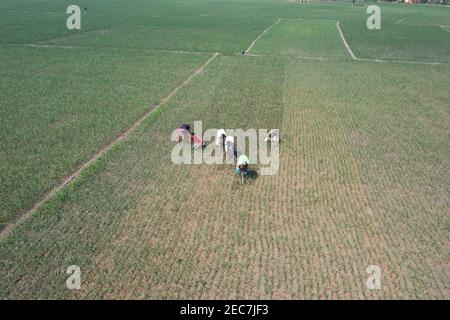 Faridpur, Bangladesh - February 08, 2021: Farmers are tending onion fields in Boalmari, Faridpur. Due to the increase in the price of onion in the las Stock Photo