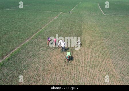 Faridpur, Bangladesh - February 08, 2021: Farmers are tending onion fields in Boalmari, Faridpur. Due to the increase in the price of onion in the las Stock Photo