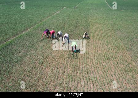 Faridpur, Bangladesh - February 08, 2021: Farmers are tending onion fields in Boalmari, Faridpur. Due to the increase in the price of onion in the las Stock Photo