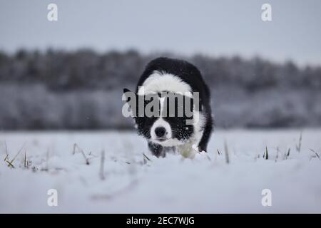 Border Collie Runs in the Snow in the Winter Nature. Black and White Dog being Active in the Snowy Field. Stock Photo