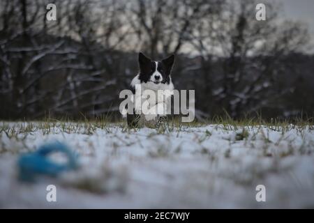 Black and White Border Collie Dog Runs Towards its Toy in the Winter. Beautiful Animal Enjoys Wintertime. Stock Photo