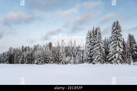 Winter landscape, forest after snowfall, clouds in sky Stock Photo