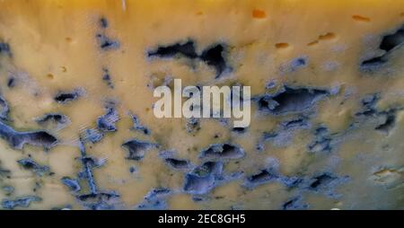 Closeup of moldy cheese texture Stock Photo