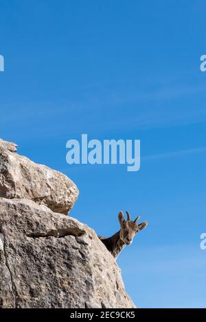 Close up view of a young Iberian wild mountain goat perched on a high rocky promontory under a clear blue sky Stock Photo