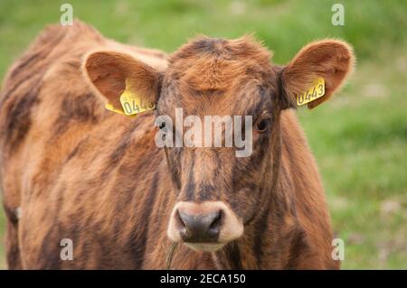 Icelandic cow on a field Stock Photo