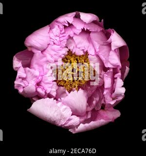pink flower of tree peony with yellow stamens Stock Photo