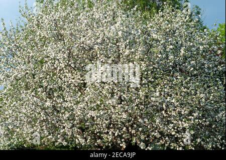 Close up of apple tree in full bloom Stock Photo