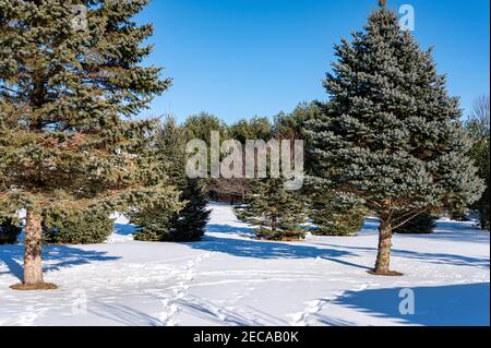 evergreen trees and animal tracks in snow Stock Photo