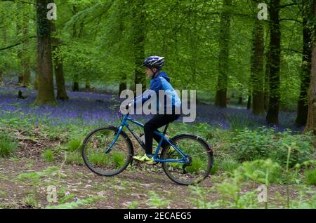 A boy cycling through bluebells, Soudley Woods, Forest of Dean, in Spring. Stock Photo