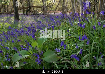 Wild English Bluebells and an emerging Foxglove in Roydon Woods Nature Reserve and SSSI, in April, New Forest, Hampshire. Stock Photo