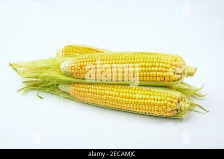 Fresh ripe golden sweet corn cobs on white background Stock Photo