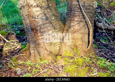 Wild Cherry (prunus avium), close up showing the bases of two closely growing trees and the distinctive banded markings on the bark. Stock Photo