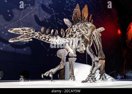 Complete stegosaurus skeleton (named Sophie) displayed at the Earth Hall in the Natural History Museum in London England UK Stock Photo