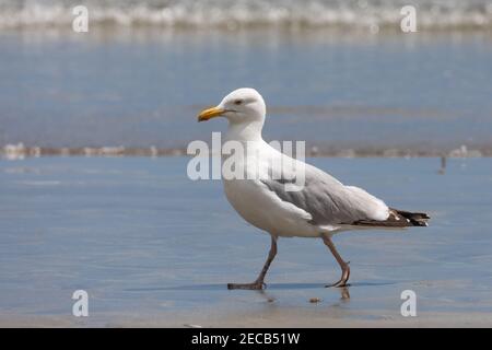 Herring Gull [ Larus argentatus ] walking along beach with small waves out of focus in background, Looe, Cornwall, UK Stock Photo