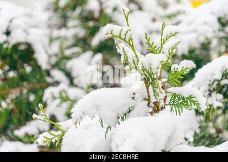 Thuja branches covered with snow in city park. Winter season background Stock Photo