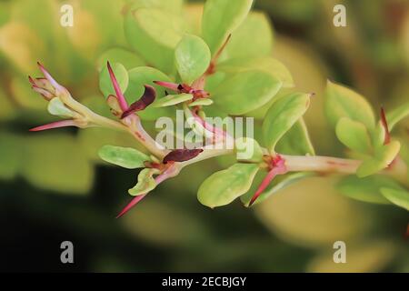 Macro of the prickly thorns on a barberry bush Stock Photo