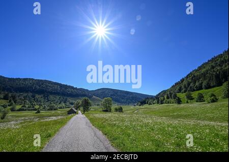 A path through a valley in the Black Forest on a sunny day with white flowers Stock Photo
