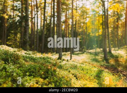 Nature Green Natural Blurred Background Of Out Of Focus Forest. Bokeh, Boke Woods With Sunlight Colors Absract Background. Blur Pine Trees Trunks Stock Photo