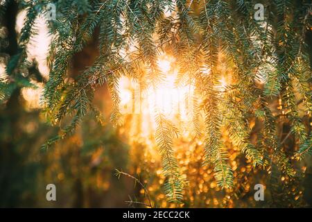Beautiful Sunset Sunrise In Sunny Autumn Summer Pine Forest. Sunshine Through Woods. Close Up Of Pine Branches With Needles Stock Photo