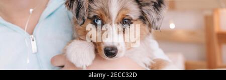 Closeup of cute adorable miniature Australian shepherd puppy. Pet owner holding animal dog on hands arms. Home domestic life together with furry dog Stock Photo