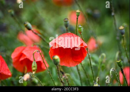 Poppies with rain drops during the rain close up Stock Photo