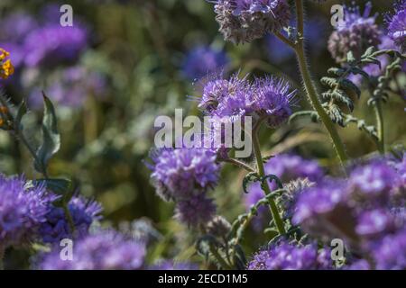 Lacy scorpionweed, Phacelia tanacetifolia, is also common in Antelope Valley California Poppy Reserve. Stock Photo
