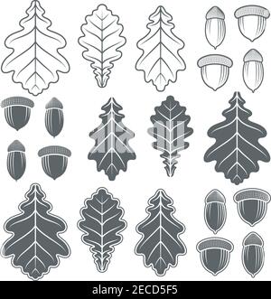 Vector acorns and oak leaves. Isolated objects on a white background. Stock Vector