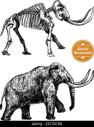 Black and white sketch hand drawn mammoth and its skeleton on white background isolated vector illustration Stock Vector
