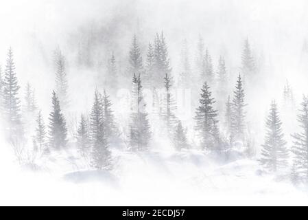 A blast of windblown snow whites out a forest of pines in Kananaskis Country of Alberta, Canada during the winter. Stock Photo