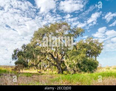 Single Live Oak tree with hanging Spanish Moss in Myakks River State Park in Sarasota Florida USA Stock Photo