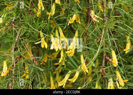 Closeup of the yellow blossoms on a Walkers Weeping Caragana Stock Photo