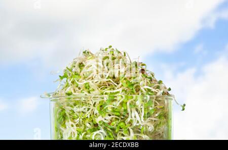 Macrobiotic food. Mix of fresh sprouts in glass jar. Alfalfa Sprouted Seeds. Unique and Tasty Sprouting Mix. Close up. Stock Photo