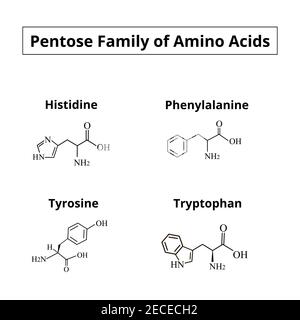 A family of amino acids pentoses. Chemical molecular formulas of amino acids histidine, phenylalanine, tyrosine, tryptophan. Vector illustration on Stock Vector