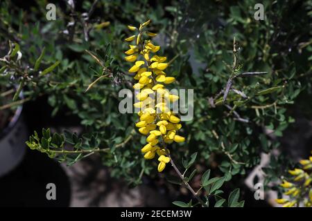 A delicate branch of yellow flowers on Cyni Broom Shrub Stock Photo