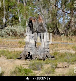 Huge old burnt out dead trunk of a river red gum tree on the banks of the Murray River near Mildura Stock Photo