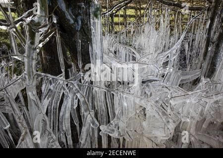 Harefield, UK. 13th February, 2021. Icicles formed on the branches of a tree are pictured in the Colne Valley. The current cold spell is expected to be replaced by milder conditions after tomorrow. Credit: Mark Kerrison/Alamy Live News Stock Photo