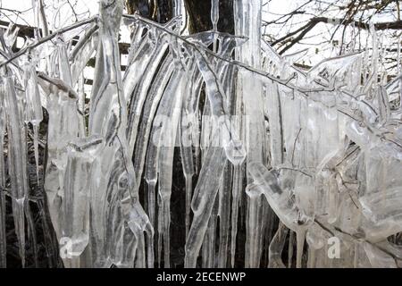 Harefield, UK. 13th February, 2021. Icicles formed on the branches of a tree are pictured in the Colne Valley. The current cold spell is expected to be replaced by milder conditions after tomorrow. Credit: Mark Kerrison/Alamy Live News Stock Photo