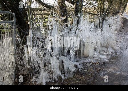 Harefield, UK. 13th February, 2021. An elaborate formation of icicles is pictured beside a road in the Colne Valley. The current cold spell is expected to be replaced by milder conditions after tomorrow. Credit: Mark Kerrison/Alamy Live News Stock Photo