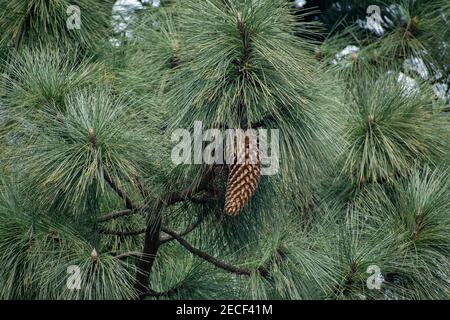 A close-up shot of big-cone pine (Coulter pine) leaves and cones Stock Photo