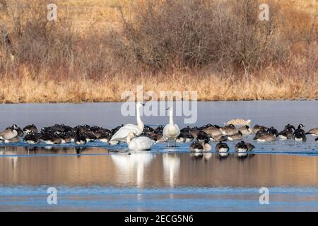 Mixed flock of Canada geese (Branta canadensis) and trumpeter swans (Cygnus buccinator) on frozen pond, mid-Winter, E USA, by Dominique Braud/Dembinsk